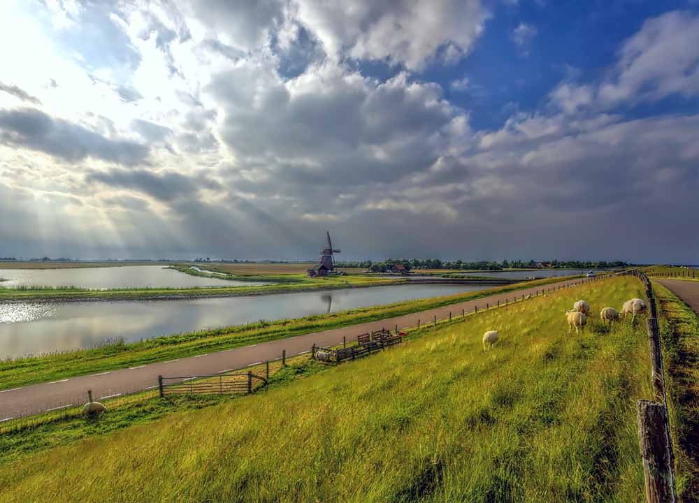 Landschap Texel met molen en schapen.